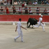 Corsa camarghese, la corrida dove vince il toro